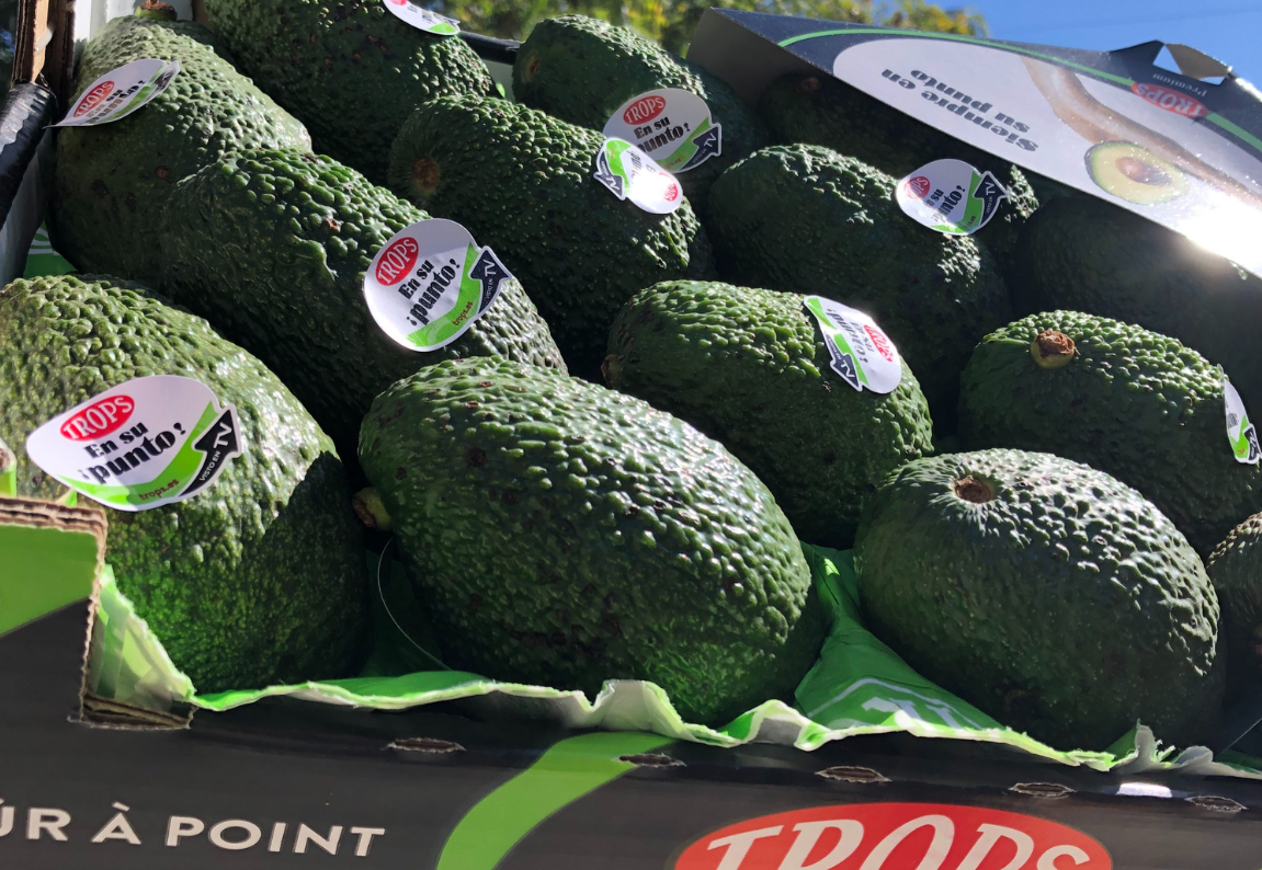 Aguacate Trops Nacional de Fruteva