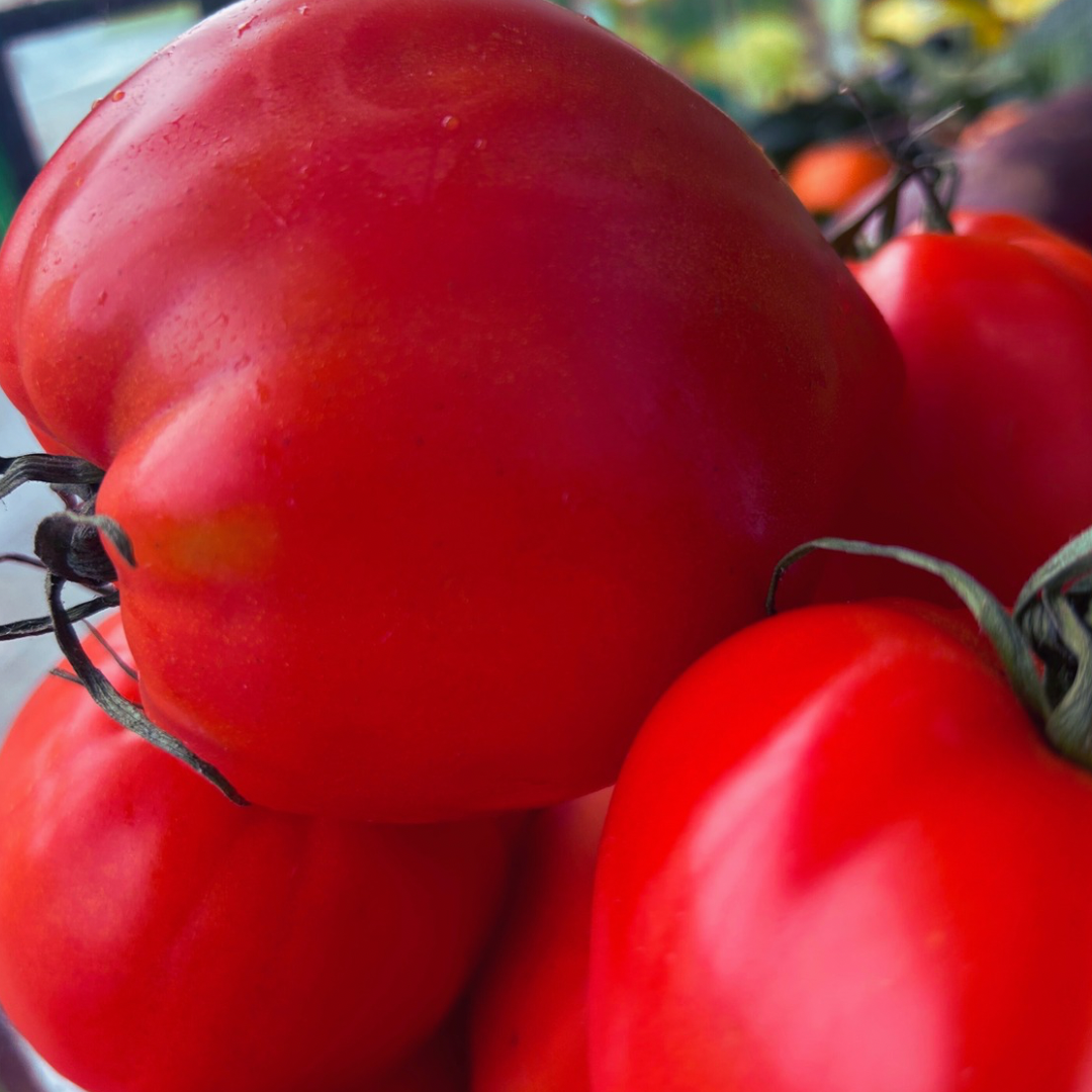 Tomate huevo de toro de Fruteva