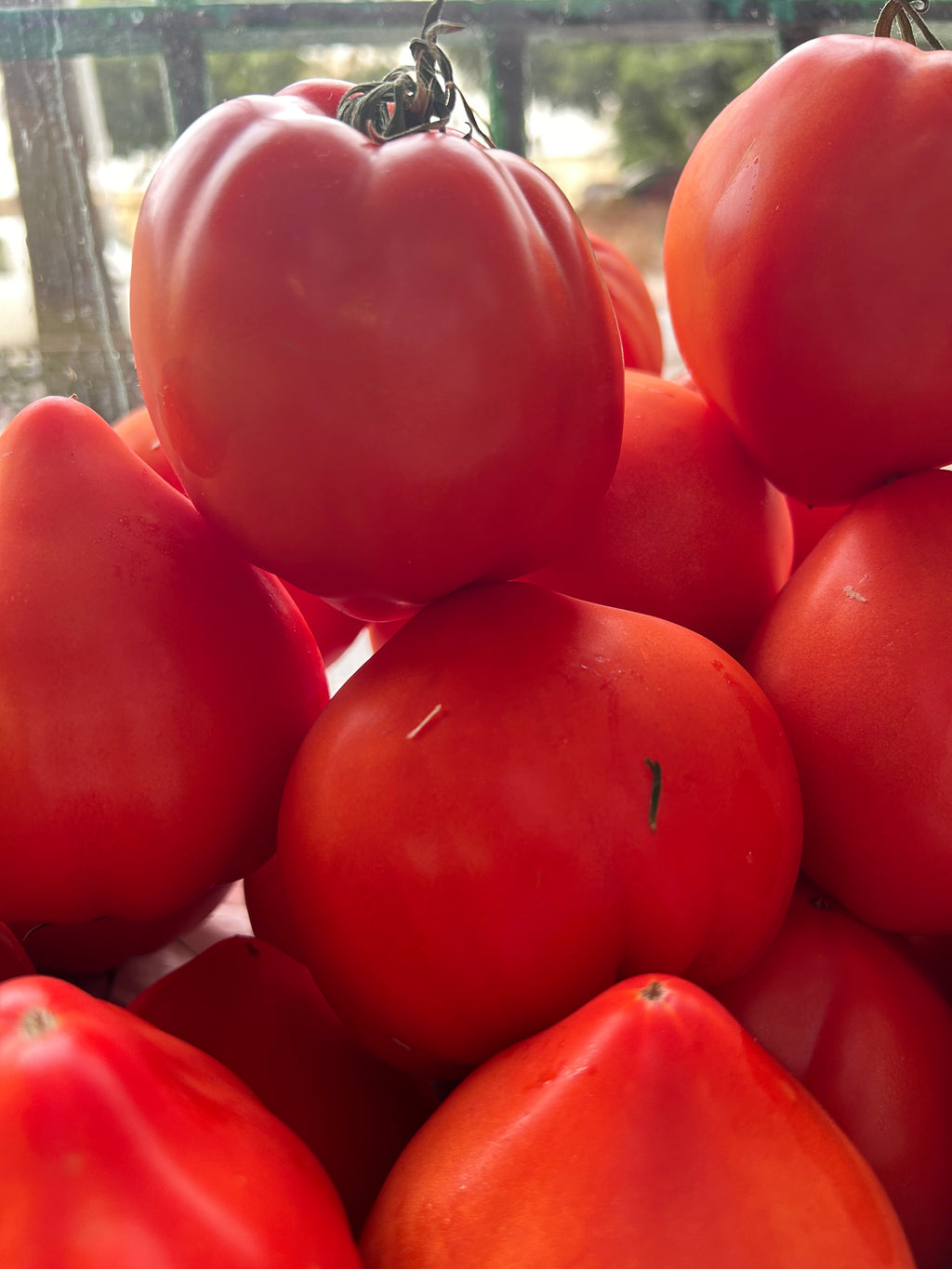 Tomate huevo de toro de Fruteva