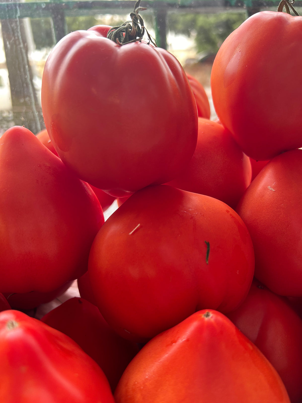 Tomate huevo de toro de Fruteva